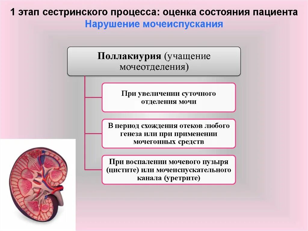 Сестринский процесс при нарушении системы мочевыделения. 5 этапов сестринского процесса. Оценка состояния пациента этап сестринского процесса. Оценка состояния пациента этап сестринского процесса. Оценка состояния пациента этап сестринского процесса.