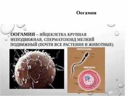 Яйцеклетка пугачевой