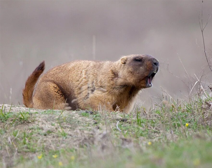 Степной сурок Байбак. Сурок Степной, Байбак (Marmota Bobak). Сурок Байбак Европейский. Сурок обыкновенный Байбак. Кто такой байбак