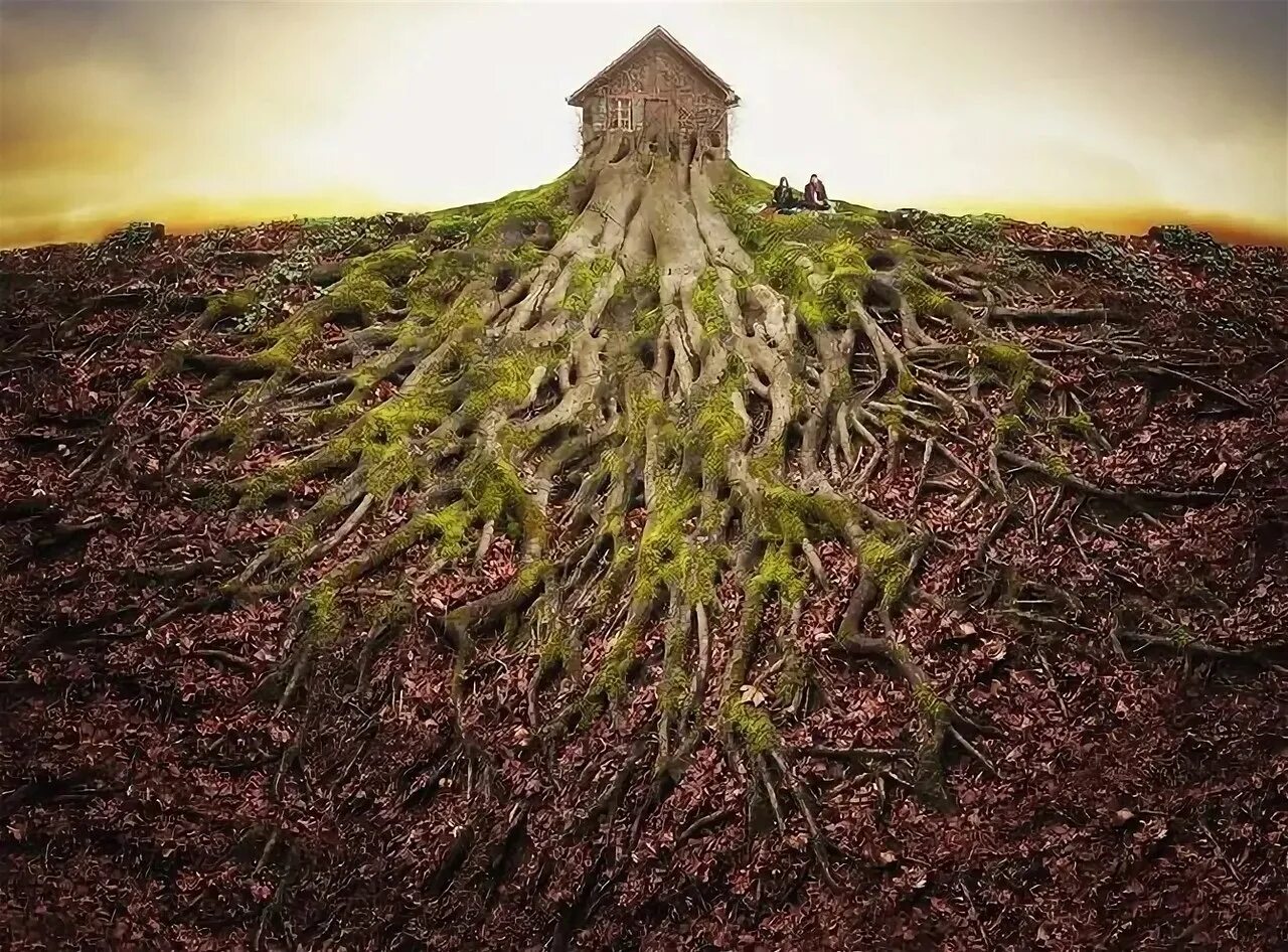 Красивые корни. Тополь дерево корни. Корень акации. Корни дерева в почве. Корни деревьев под землей.