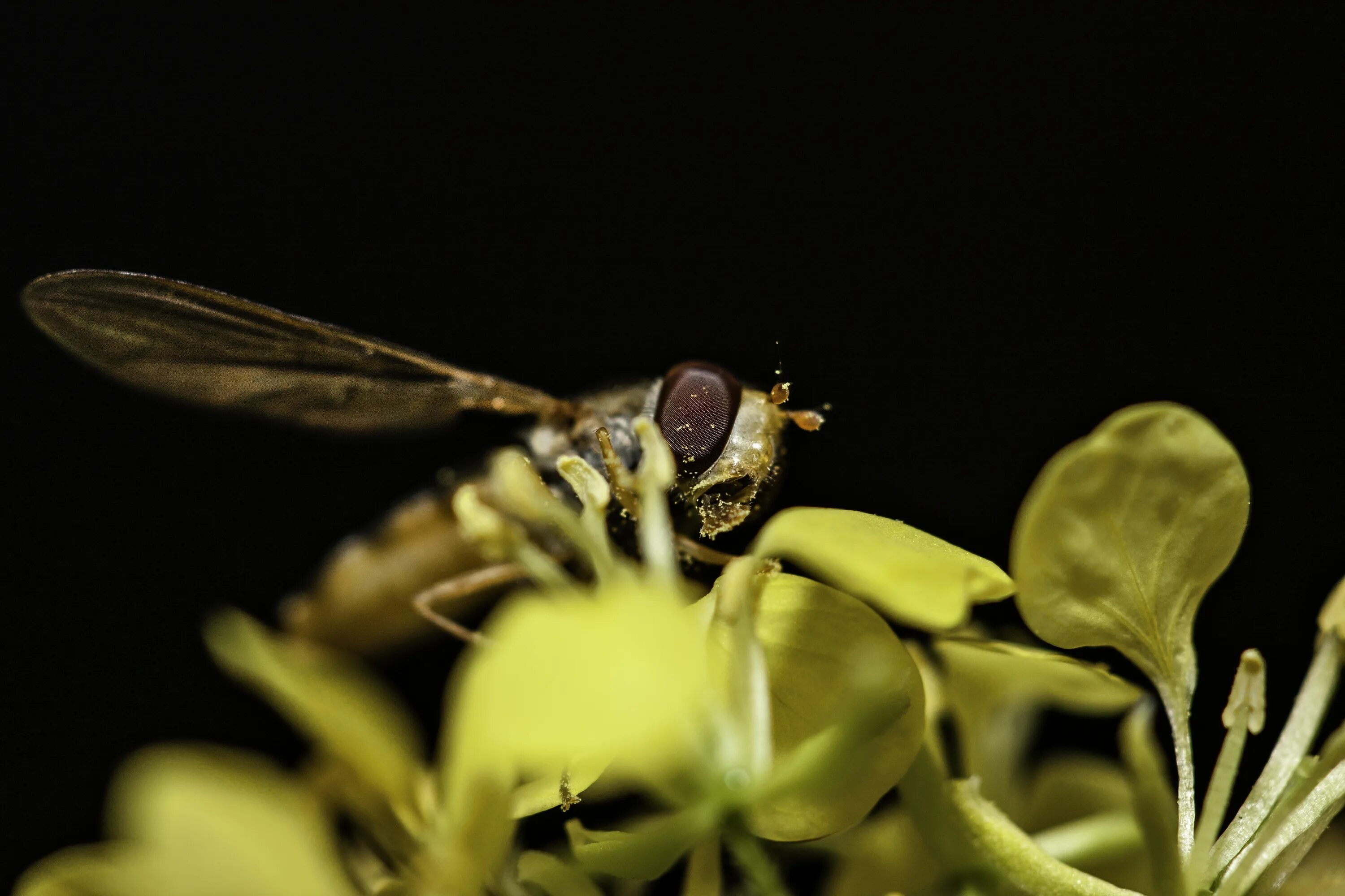 Pollen with the pulsar. Pulsar – pollen belle antique. hoverfly. hoverfly meaning.
