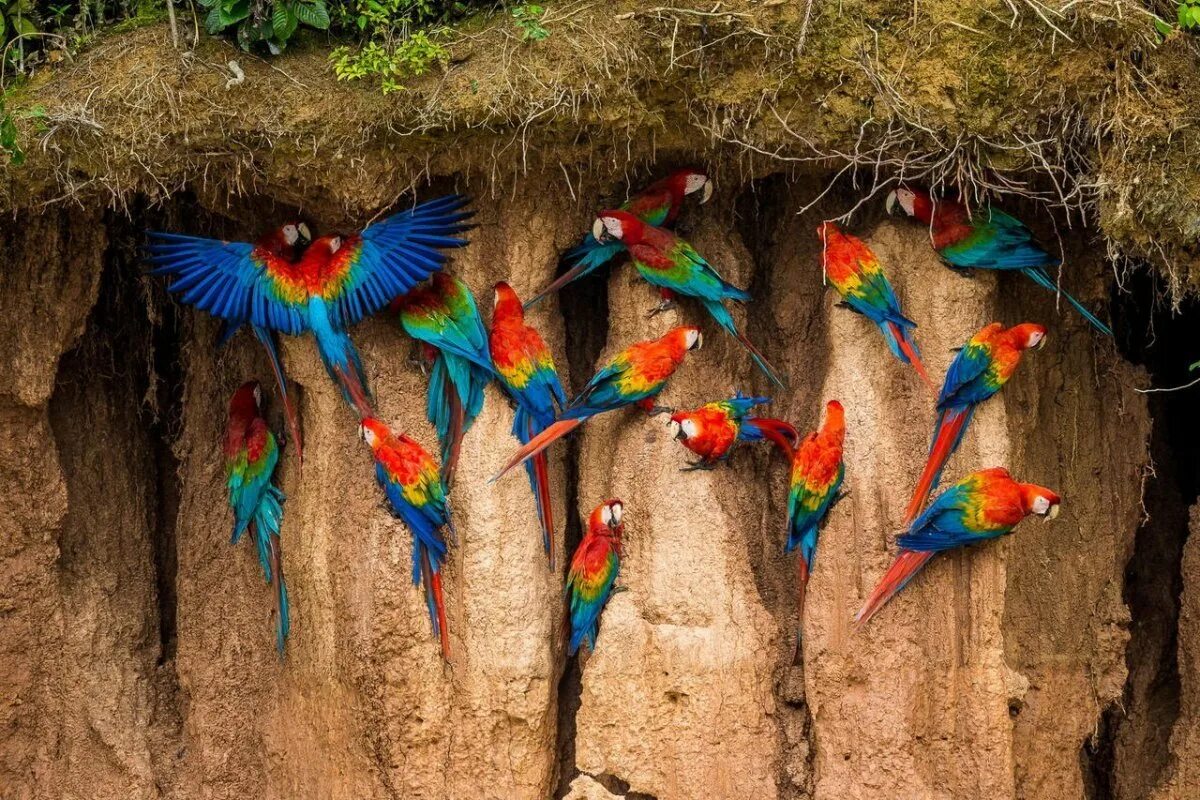 Birds theme. Стая попугаев ара. Яркие птицы. Тропические птицы. Разноцветные птицы.