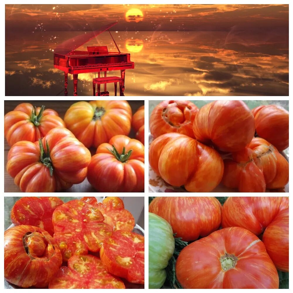 пмалиновый крепышпомидоры. томат рассвет. томат рассвет.