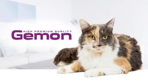 Новая реклама кот