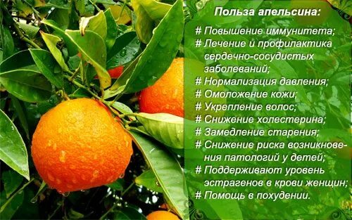 Презентация "Фрукты" по биологии - скачать проект