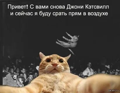 Снова кота