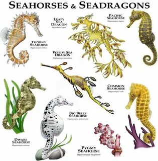 Seahorse перевод на русский