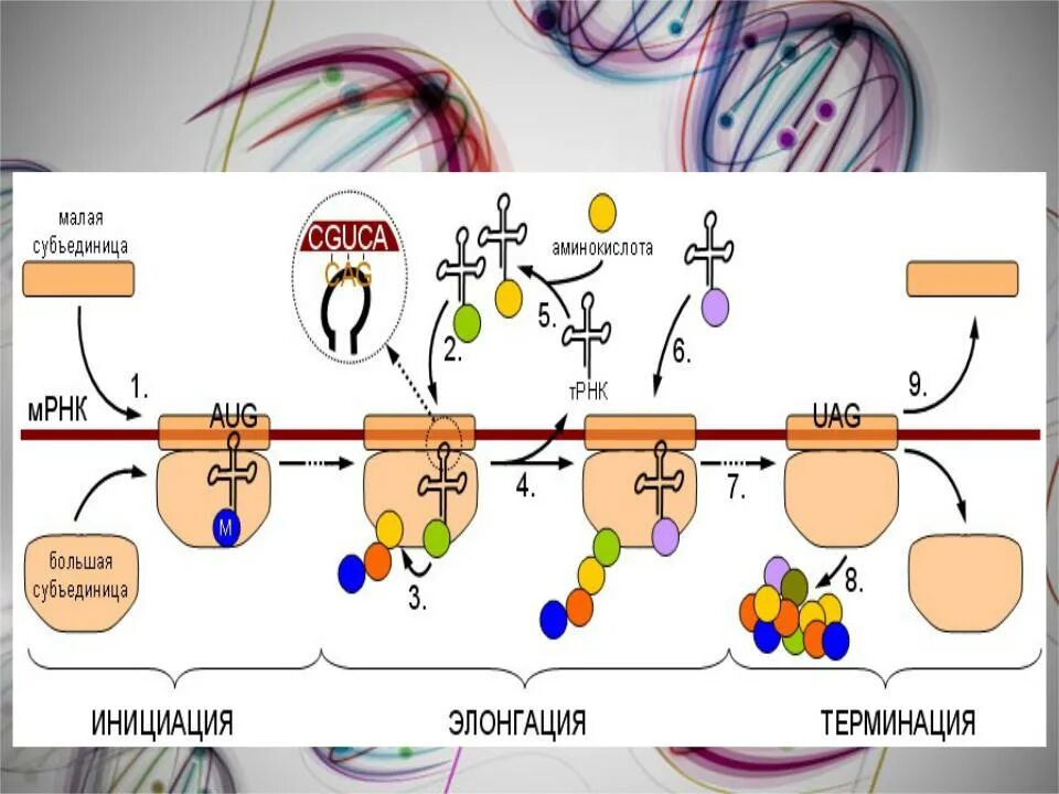 Инициация элонгация терминация. Схема инициация трансляции биохимия. Инициация элонгация терминация схема. Биосинтез белка трансляция терминация. Инициация белка