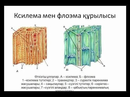Что такое ксилема. Ксилема и флоэма у растений. строение ксилемы и флоэмы. эволюция проводящих элементов ксилемы и флоэмы. клетки спутницы флоэмы.