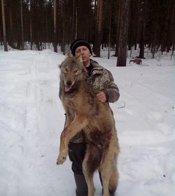 охота на волка в карелии. охота на волка в карелии. охота на волка в карелии. карельский волк. охота на волка в карелии.