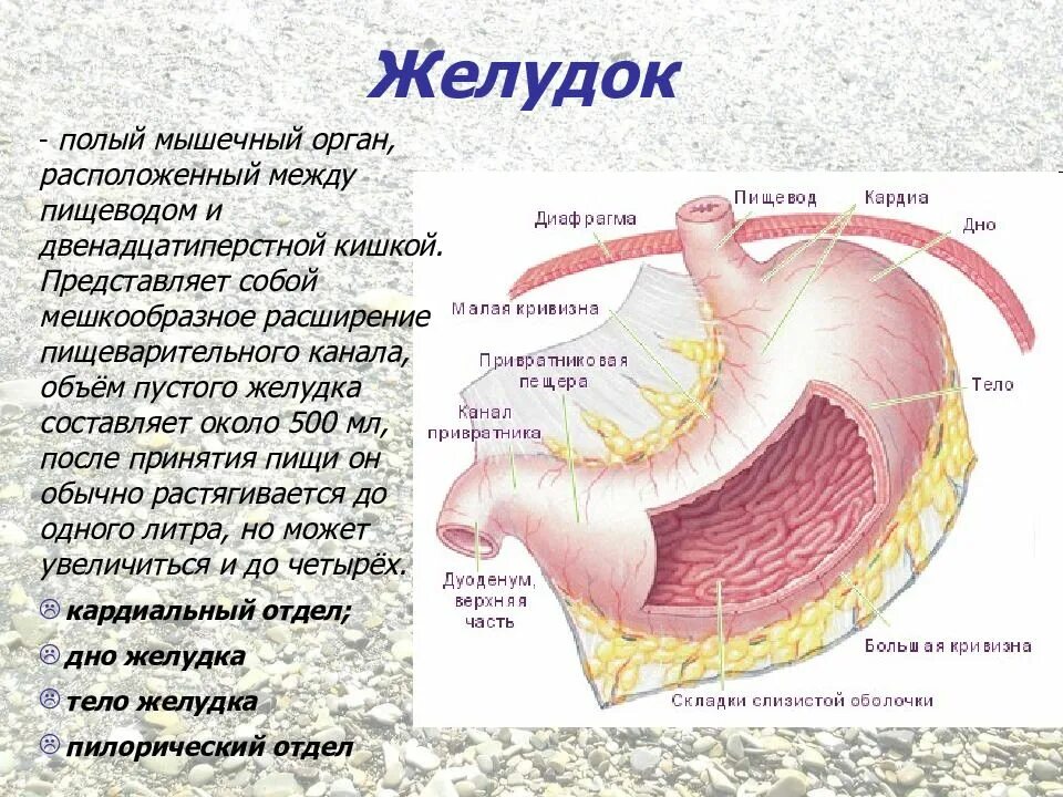 Клапан между желудком и пищеводом. Желудок мышечный орган.