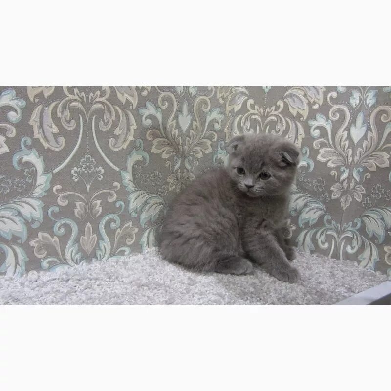 Как можно назвать котенка девочку серого. Имена для котов мальчиков серого цвета вислоухие. имена для котят девочек серых вислоухой. имена для серого котенка девочки британца. клички для котят мальчиков серого цвета вислоухие.