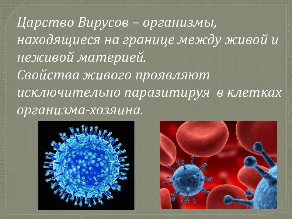 Вирусов в природе и жизни человека. Признаки царства вирусов. Царство вируса и бактерии 5 класс. Краткая характеристика царства вирусов 5 класс. Царство вирусы характерные особенности.