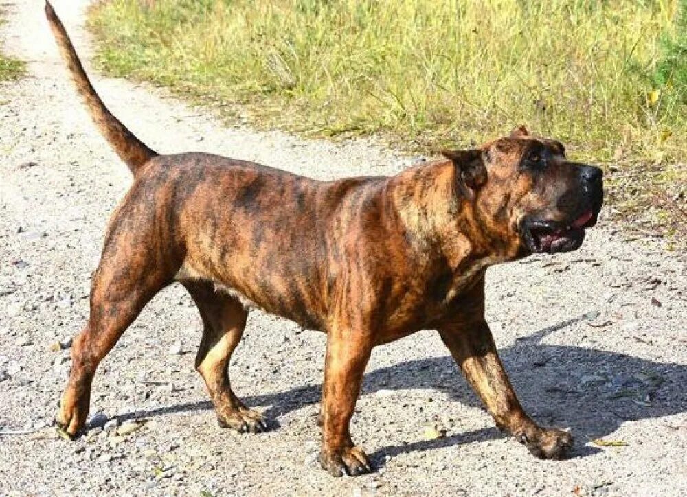 Канарский дог. Канарский дог стандарт. Дрессировка канарский дог. Канарский дог+ бульмастиф. Прессо де канарио.