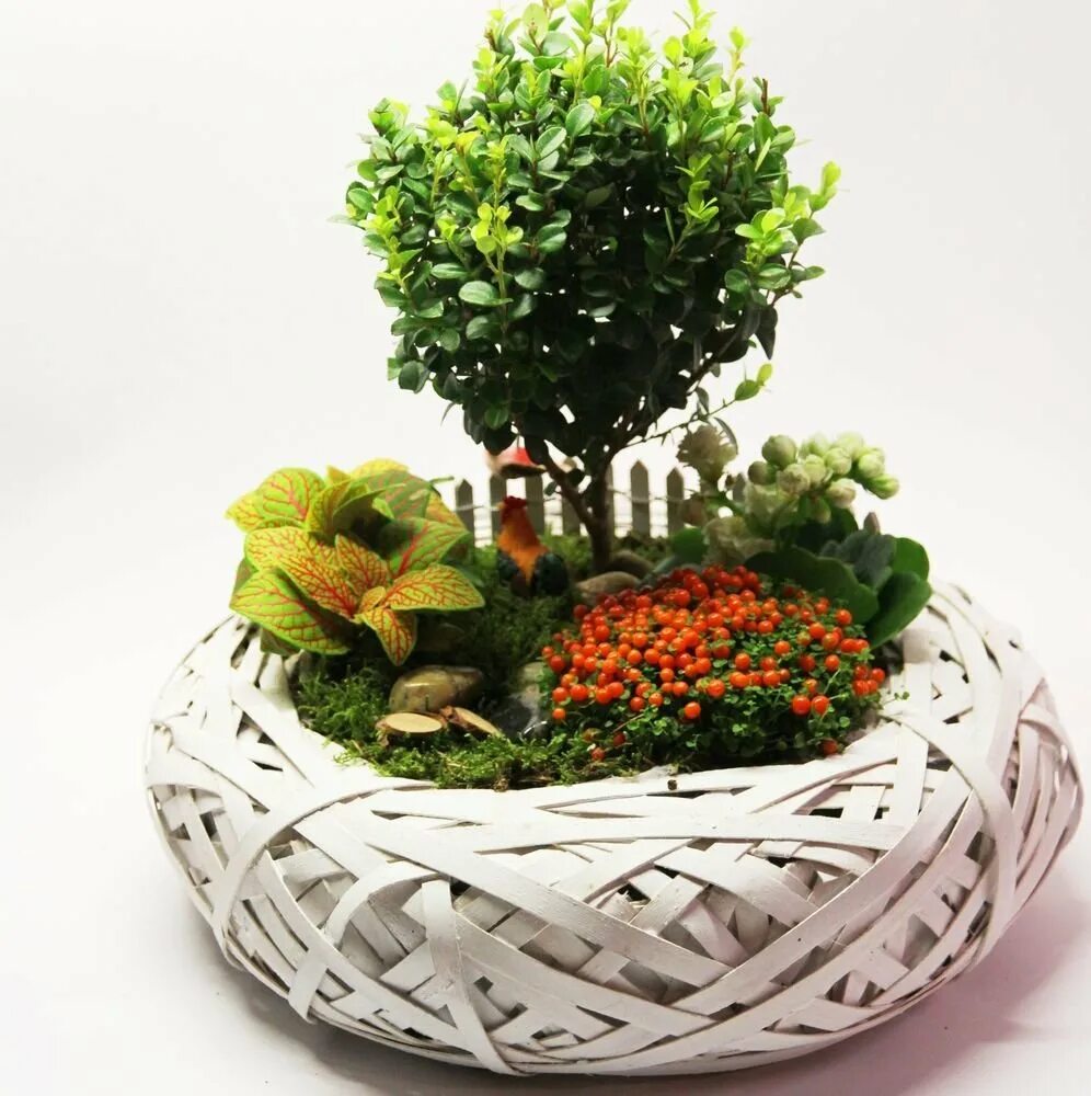 хлорофитум суккулент. фрезия бромелиевые. гузмания фитодизайн. пот-э-флер цветущий горшок. композиции из горшечных цветов.