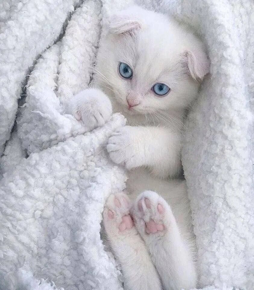 В нежную кис. Нежная кошка. Нежные котята. Милый белый котенок. Красивый белый котенок.