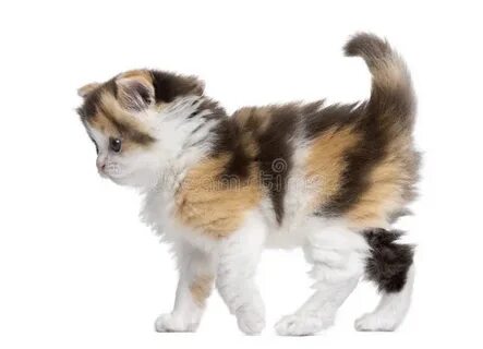 Котята заваливаются на бок