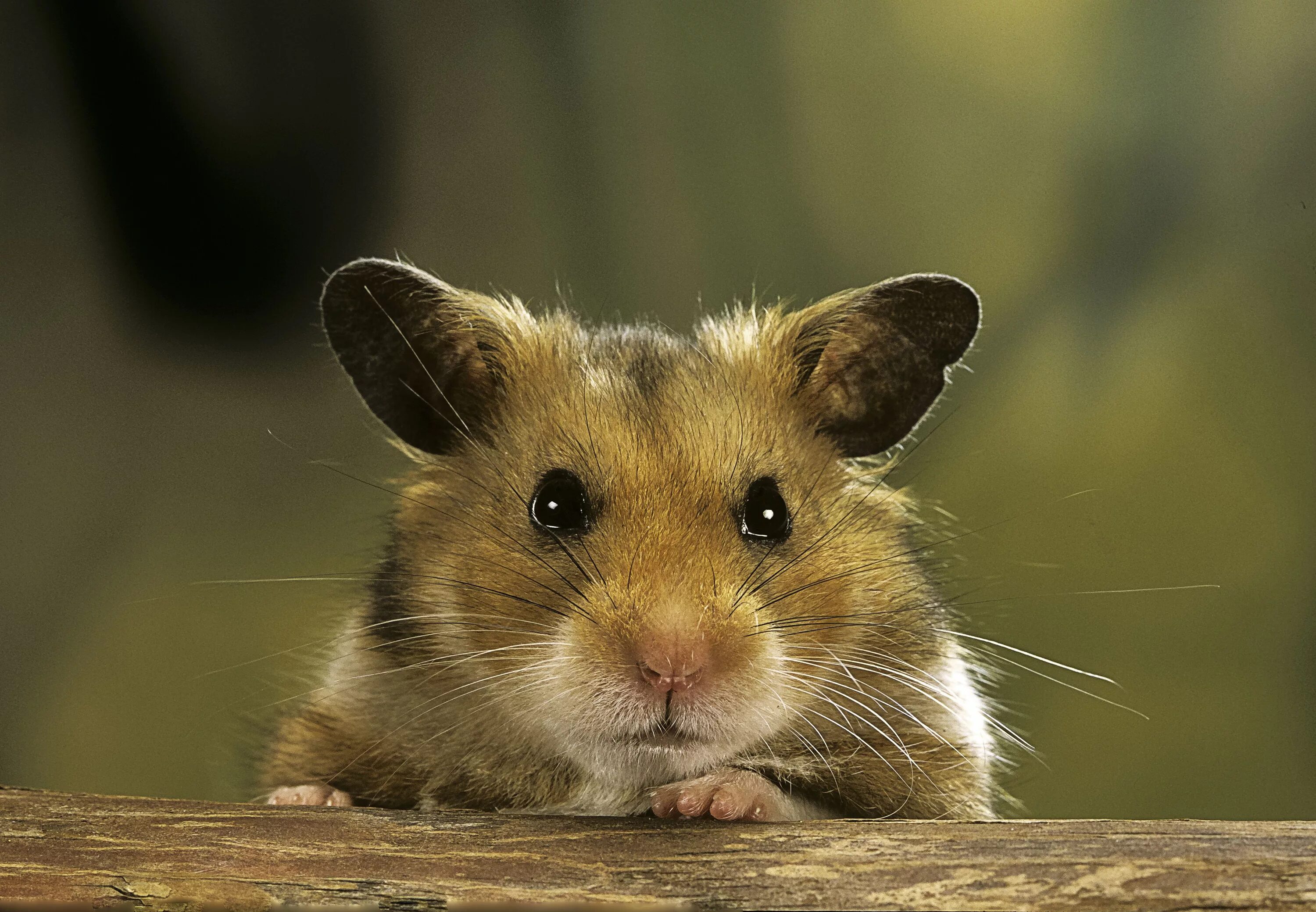 Хомяк Хамстер. Смешные хомячки. Хомяк фото. Красивые хомячки. Violin hamster