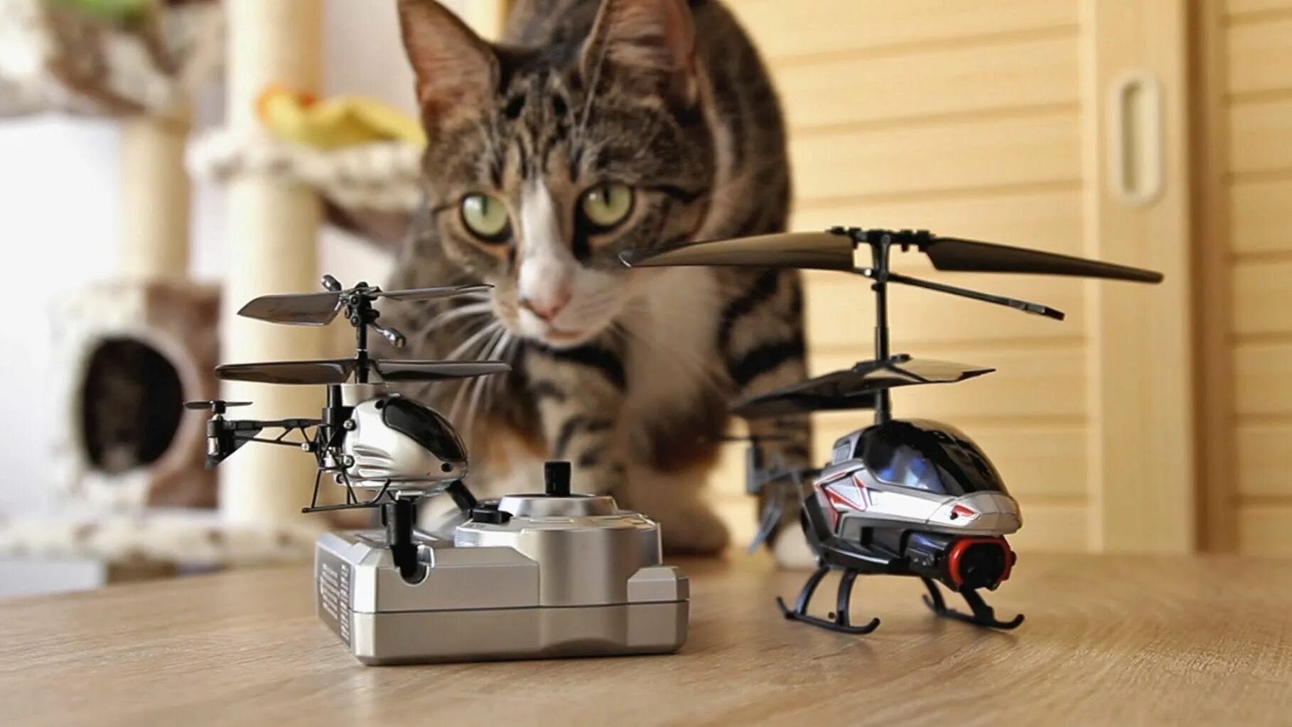 Кошка квадрокоптер. Кот вертолет. Квадрокоптер из кошки. Смешной квадрокоптер.