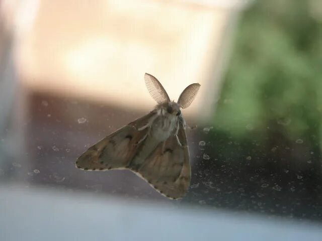 Песня мотылек летаешь летаешь. Девушка в полете. Песня мотылек летаешь летаешь. Мотыльки ночью. Легкость бабочки.