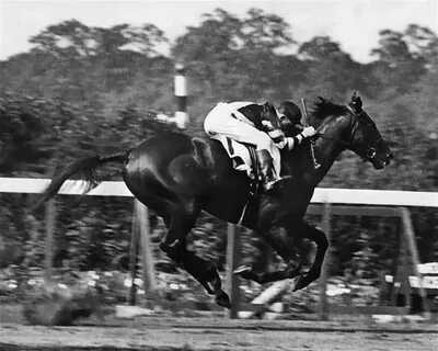 The horse won the race