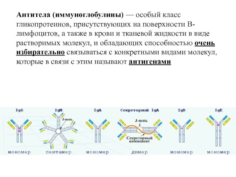 Иммуноглобулины определяют. Антитела функции 5 классы иммуноглобулинов. Антитела их характеристика классы иммуноглобулинов. Функции различных классов иммуноглобулинов. Структура антитела иммунология.