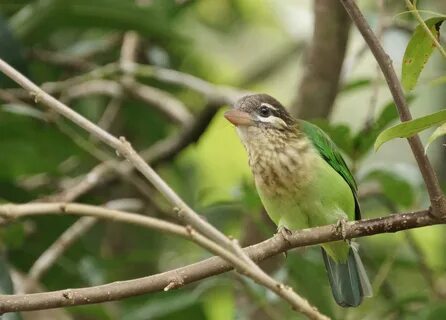 Smaller green