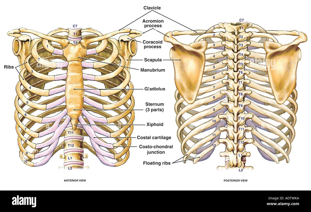 Анатомия ребер грудной клетки. Скелет грудной клетки анатомия. Позвонки грудная клетка человека анатомия. Строение скелета грудины человека.