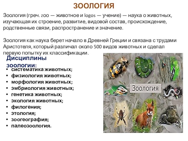 Кто изучает животных. Зоология. науки о животных. зоология это кратко. дисциплины зоологии.