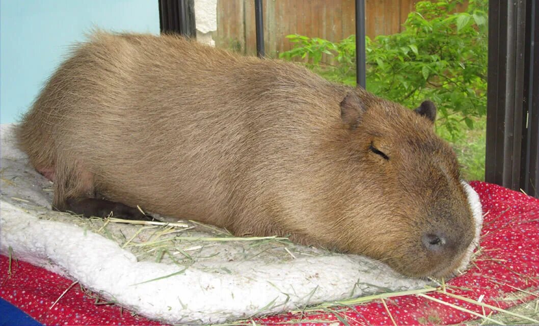 My pets capybaras