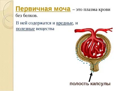 Сколько литров первичной мочи