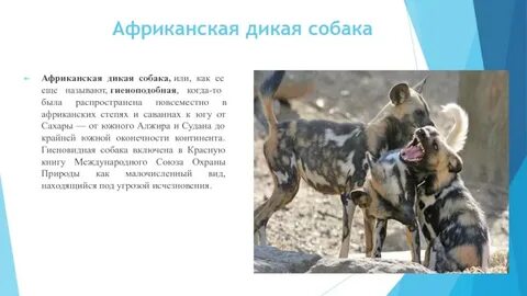 Бешеные собаки как пишется