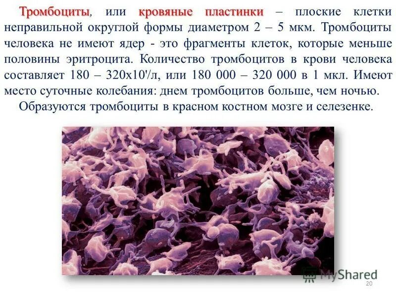 Крупные тромбоциты. Тромбоциты. строение тромбоцитов человека. возрастные особенности тромбоцитов. тромбоциты характеристика.