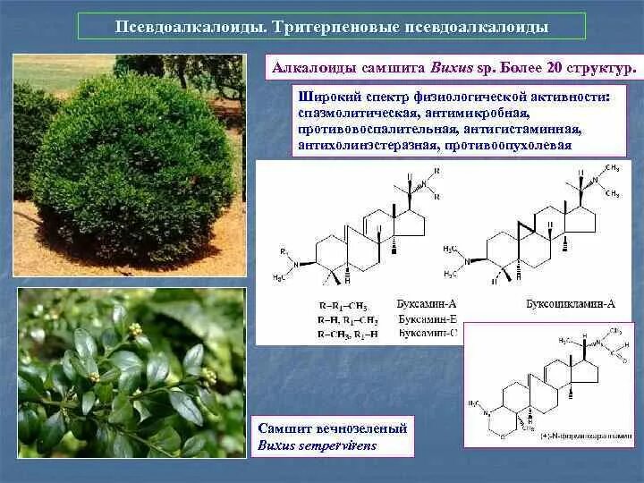 Вещества растений содержащие. Псевдоалкалоиды. биотрансформации растений. дитерпеновые алкалоиды. дитерпеновые алкалоиды в растениях.
