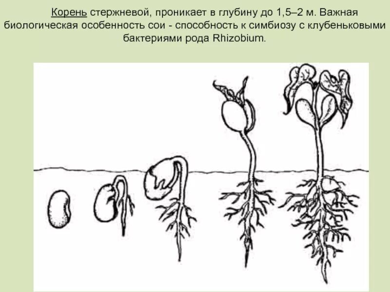 Фазы прорастания семян фасоли. Семя и проросток схема. Стадии прорастания семян фасоли рисунок. Фазы прорастания семян гороха. Эволюция гороха