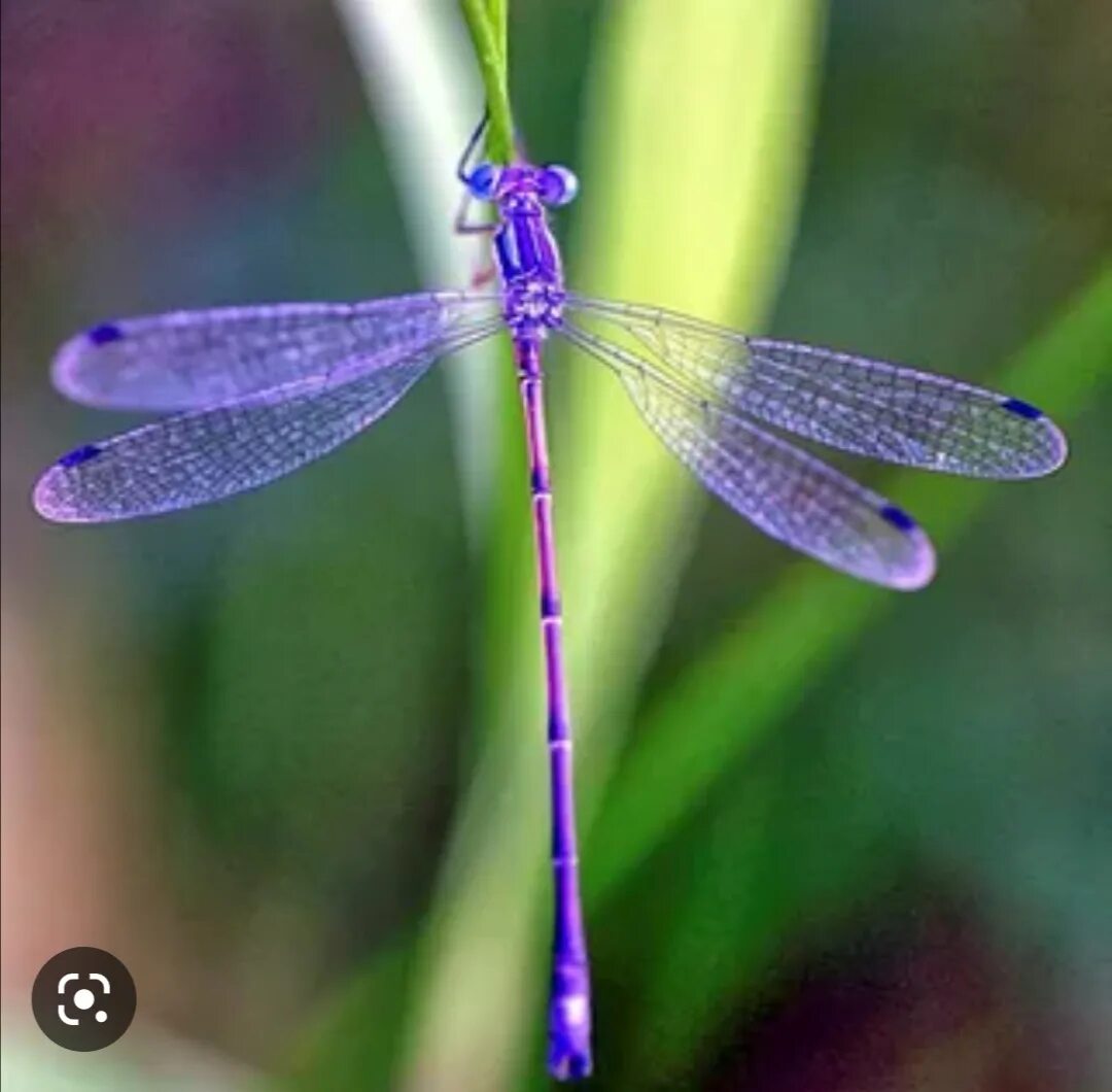 Отряд стрекозы. Стрекоза насекомое. Определитель стрекоз европейской части россии. Стрекоза разноцветная. Стрекоза обыкновенная sympetrum vulgatum.