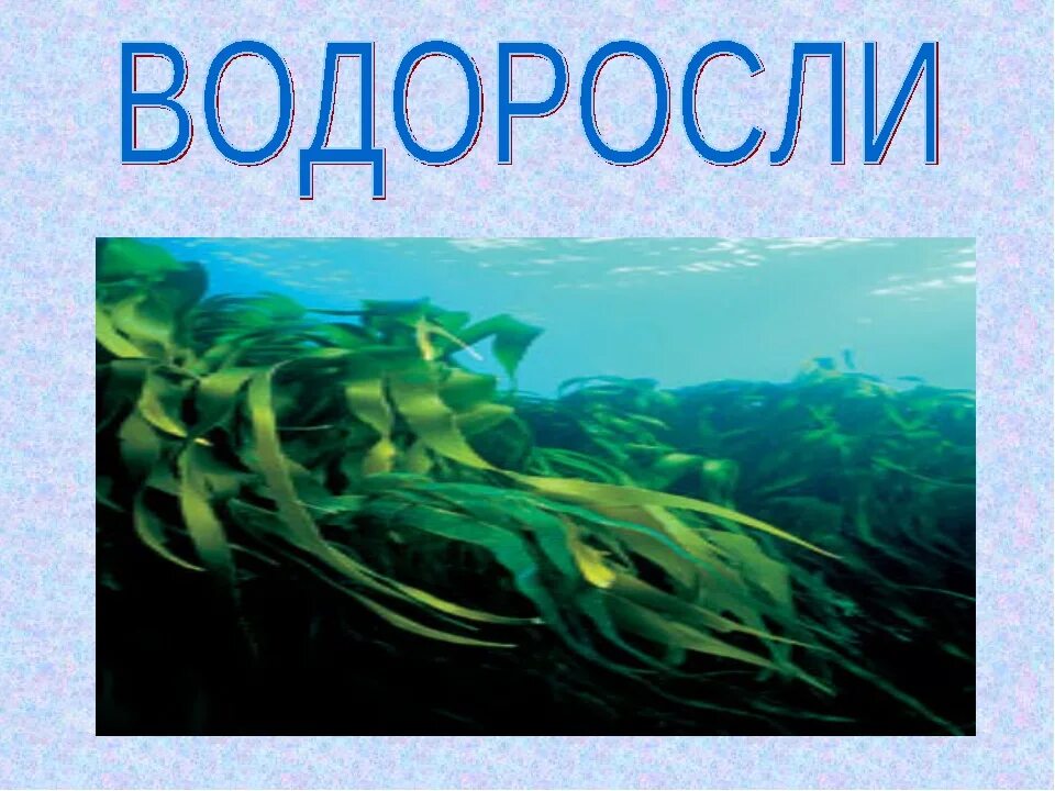 Водорослям крышка