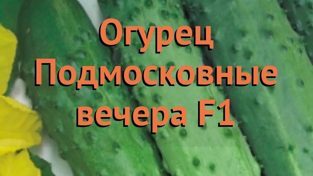 Огурец Подмосковные вечера фото. Огурцы Подмосковные вечера f1 отзывы описание. Огурцы Подмосковные вечера описание сорта фото отзывы.