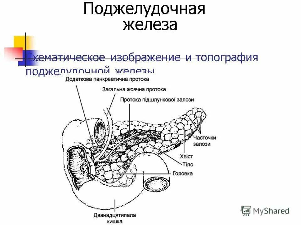 Структура строение поджелудочной железы. Анатомическое строение поджелудочной железы. Схема строения поджелудочной железы. Поджелудочная железа рисунок анатомия. Легкие и поджелудочная железа