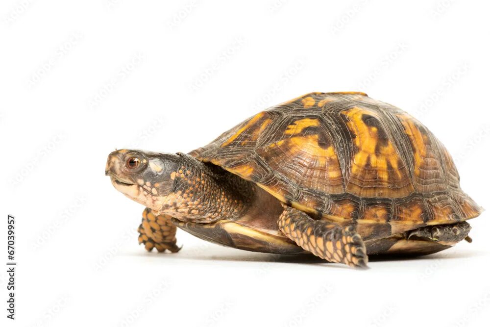 Turtle turtle fruit
