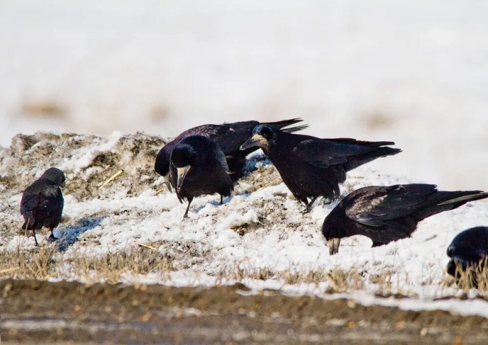 грачи на пашне. грачи в городе. март грачи прилетели. прилетели к нам грачи пидарасы москвичи. по черным проталинам важно ходят грачи.