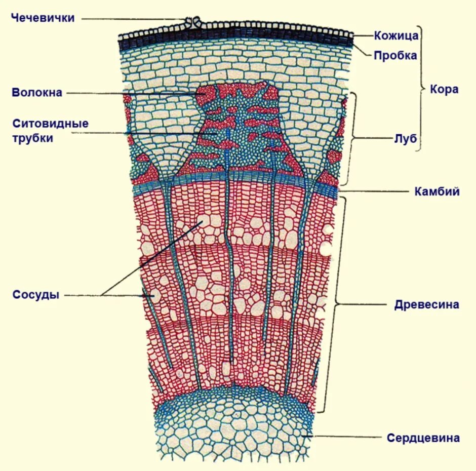 Какие типы стебля. Строение стебля липы поперечный срез. поперечный срез древесного стебля. анатомическое строение стебля древесных растений. поперечный срез стебля древесного растения строение.