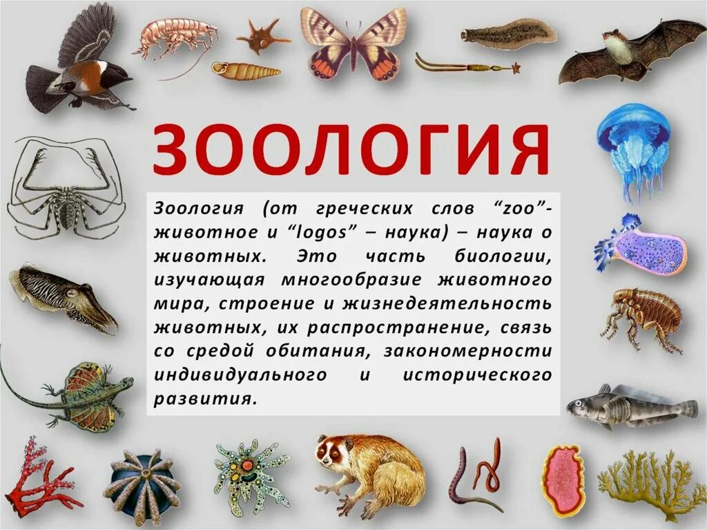 Наука изучающая царство животных