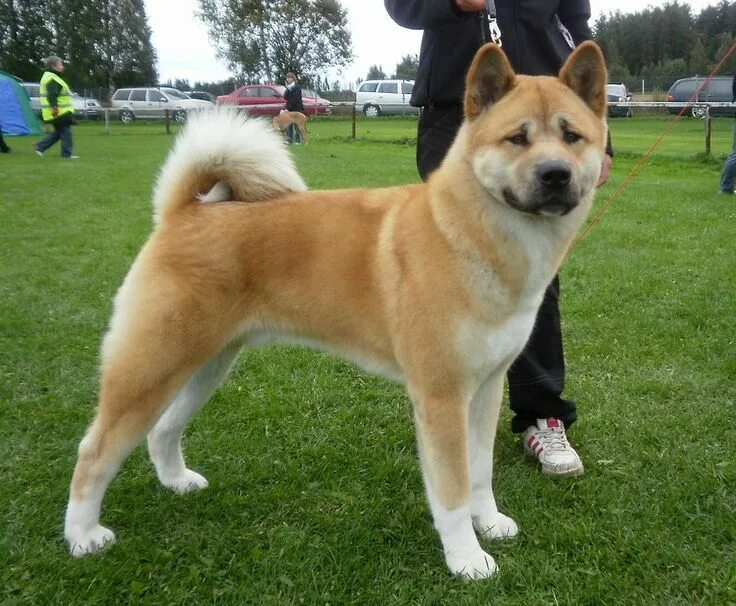 Akita Akita dog, Dog breeds, Beautiful dogs