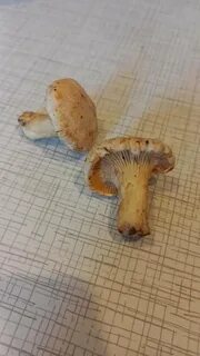 Лисички червивые