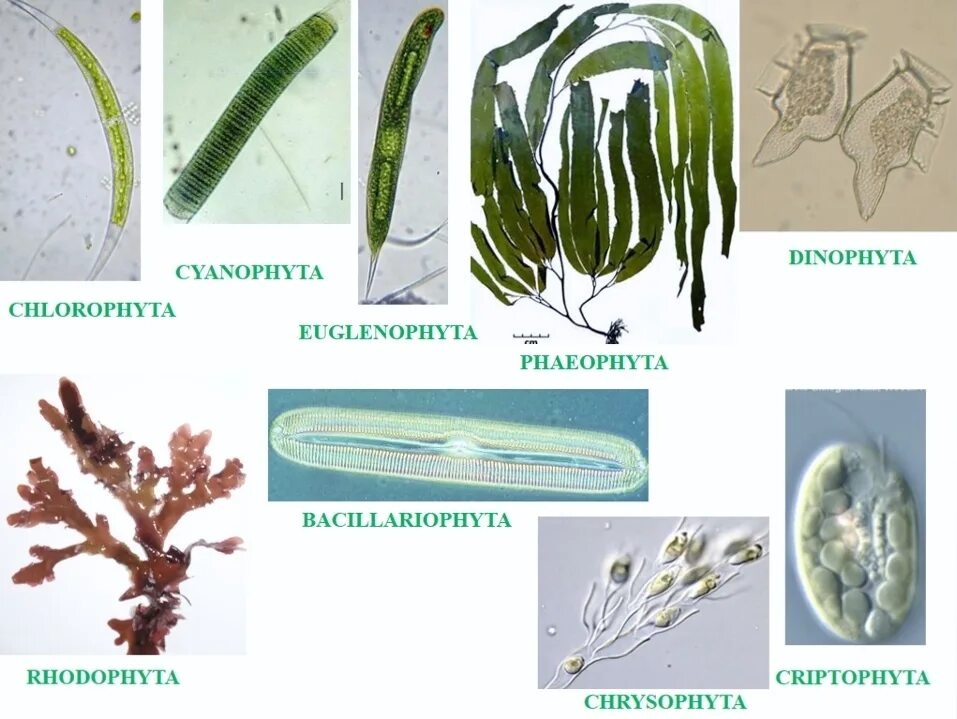 Xanthophyta водоросли. Chlorophyta отдел зелёные водоросли. Цианобактерии представители. . Xanthophyta - желто зеленые водоросли..