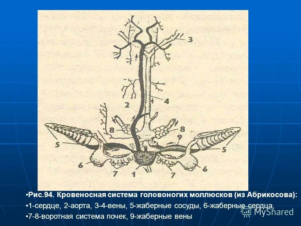 Какая кровеносная система у головоногих. Какая кровеносная система у головоногих. Какая кровеносная система у головоногих. Нервная система головоногих. Строение кровеносной системы кальмара.