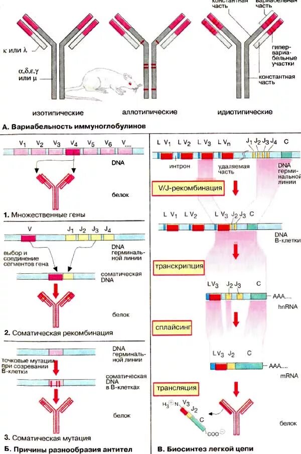 Классы иммуноглобулинов гены иммуноглобулинов. Связывание антител иммуноглобулинов. Вариабельная структура иммуноглобулина. Гены вариабельных доменов иммуноглобулинов. Иммуноглобулины синтезируются
