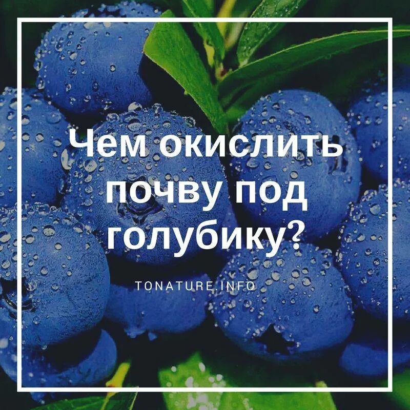 Как правильно садить голубику. Удобрение для подкисления почвы для голубики. Чем подкормить голубику садовую весной. Подкислить почву для голубики.