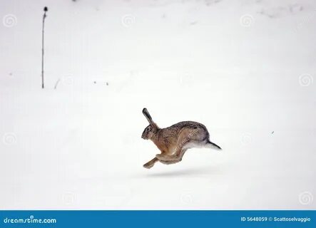 Заяц через дорогу